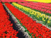 nobo 23pさんの伯太のチューリップの投稿写真12