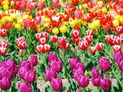 nobo 23pさんの伯太のチューリップの投稿写真14