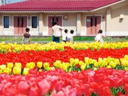 nobo 23pさんの伯太のチューリップの投稿写真5