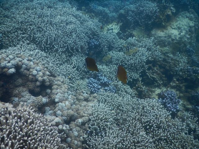 珊瑚や魚が沢山いる美しいエリアに行けました。_宮古ブルークラブ