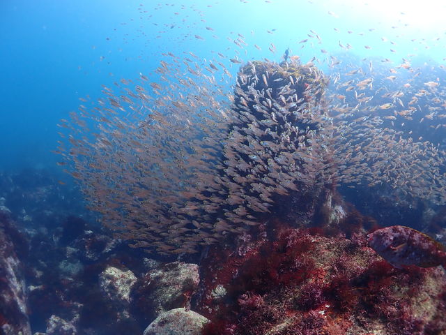 魚の群れ_ダイブヒーリング