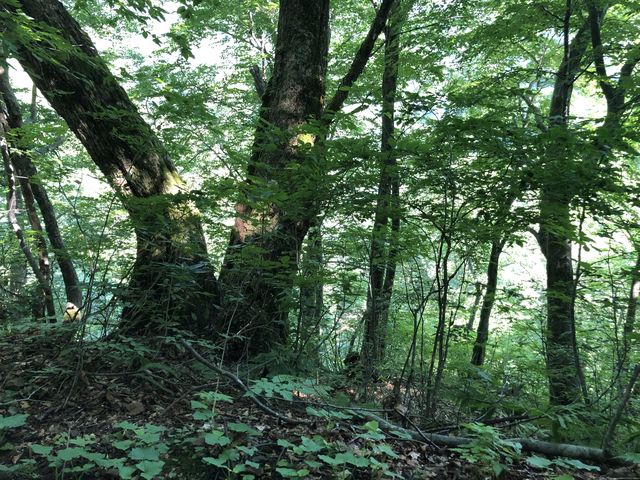 どこまでも続くブナ林_白神山地のブナ林