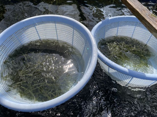 左につぶつぶたくさんついてるものを入れて、
右には茎や少ない部分を入れて仕分けします。_海ぶどう平安座養殖場