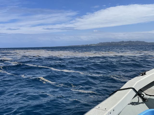 小笠原の噴火で軽石が海面に漂っていました。_伊江島Mariner