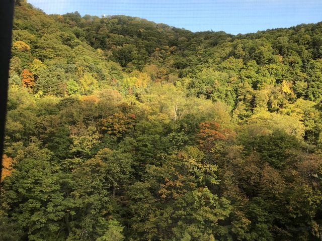 紅葉_花もみじ