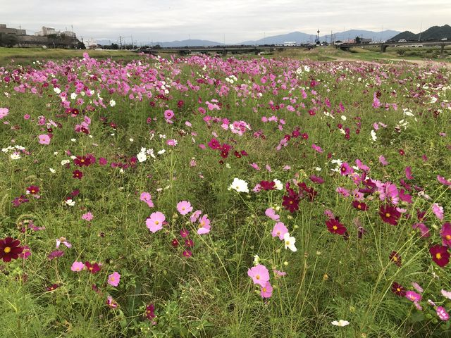 さしゆかさんの遠賀川中の島のコスモスの投稿写真1