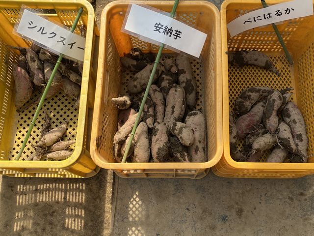 3種類のさつまいも_ユー・ファーム