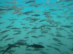支笏湖観光船の写真1