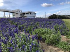 あわじ花さじきの写真1