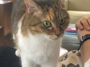 くまのプー子さんの猫のいる休憩室 谷保ねこの投稿写真1