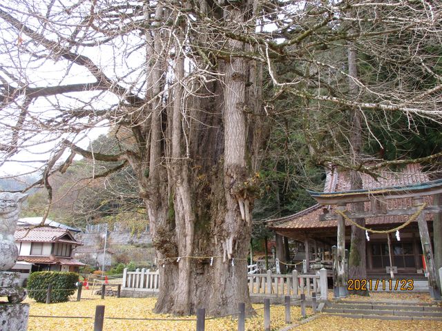 筒賀の大銀杏