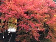 もーすけさんの菩提寺(岡山県奈義町)の投稿写真1