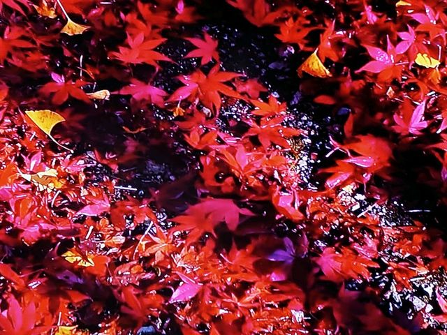 落葉した紅葉_草木湖