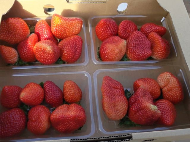 持ち帰り料金が2800円と格安。3日後でも甘くて美味しかったです。
グラム売りでした。_広川いちご園
