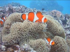 ちみさんのサマードリーム石垣島への投稿写真1