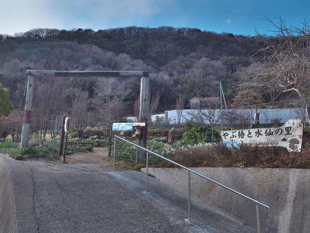 やぶ椿と水仙の里_やぶ椿と水仙の里