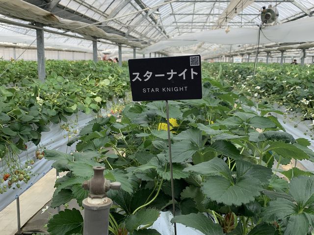 赤い苺探すのに苦労_アクアイグニス TSUJIGUCHIFARM