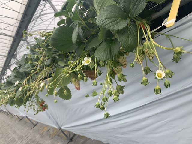 こんな感じでした_いちごガーデンたはら