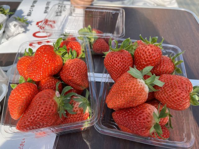 大きい粒のいちご、かおり_いちご狩りのベリータウン
