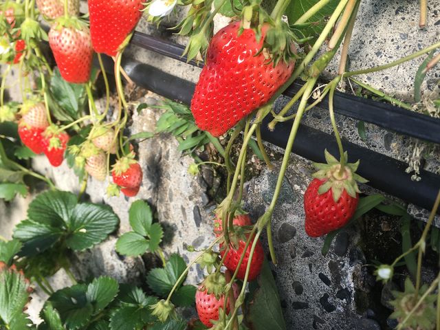 大ぶりです。_海清農園