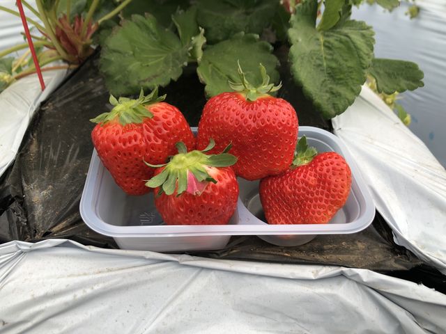 大粒苺が沢山!_エミナース農園