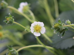 アターシュさんのいちごガーデン'ohelo papa'(オヘロパパ)への投稿写真2