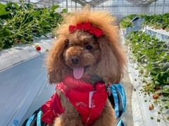 ペンネさんのいちごガーデン'ohelo papa'(オヘロパパ)への投稿写真1