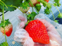 オメガさんのいちごガーデン'ohelo papa'(オヘロパパ)への投稿写真1