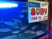 ゼンフさんのたぬきの投稿写真1