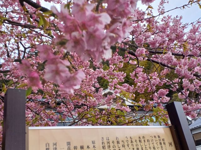 ようやく到着 。大勢の人が来てました_河津桜まつり
