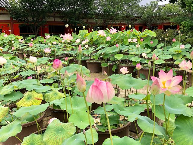 耕三寺園内の蓮_耕三寺博物館