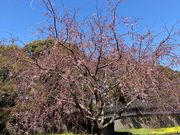 ウッキーさんの熊本城の桜の投稿写真1