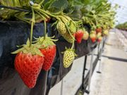 もち仔さんのいちごの森 あおやまの投稿写真1