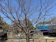 ウッキーさんの熊本城の桜の投稿写真1