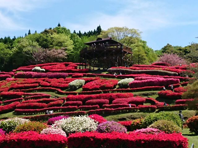 鮮やかに_椎八重公園のツツジ