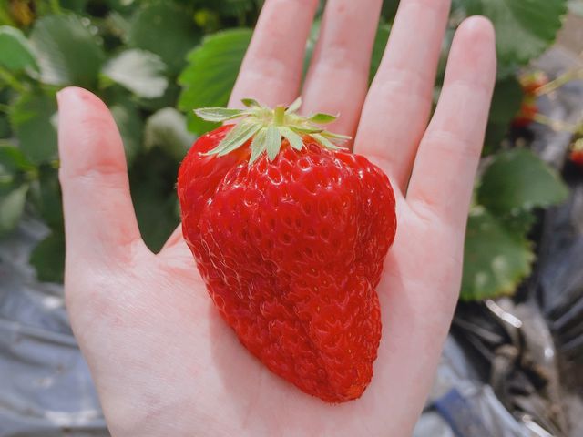 大きくてみずみずしい苺。甘かったです。_いちご農園こころ