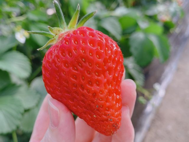ツヤツヤで綺麗でした_いちご農園こころ
