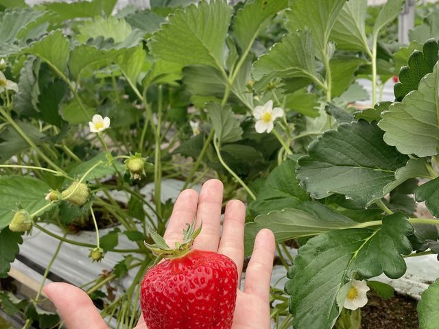 大きくて甘い!_稲鍵ファーム(有馬富士)