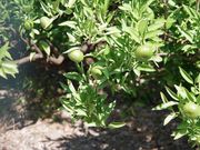 まりもさんの家康公お手植のミカンの投稿写真1