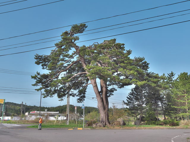 sklfhさんの名松鍛冶屋の一本松の投稿写真1