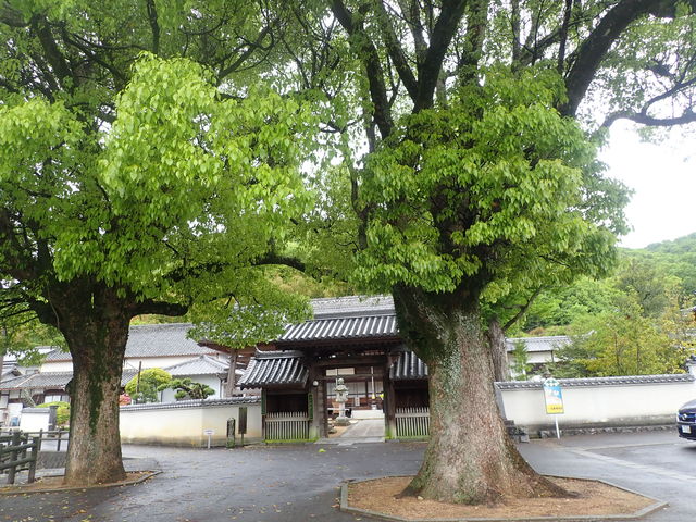 西教寺
