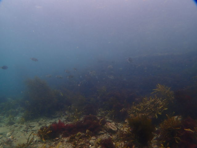 とりあえずその日の海の中!笑_DiveToday