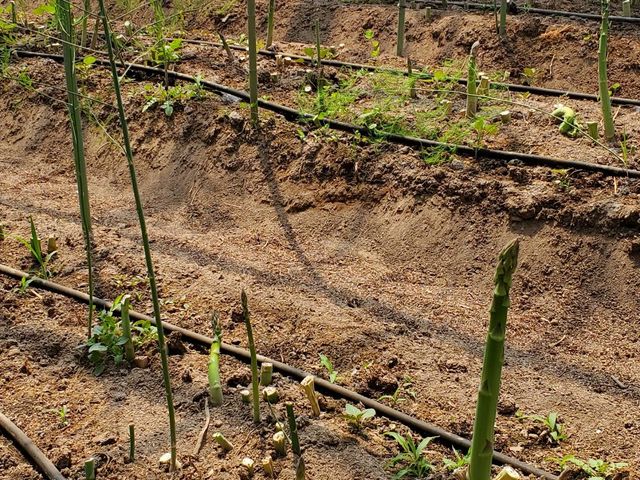 アスパラ畑_まっちゃん農園 アスパラ狩り