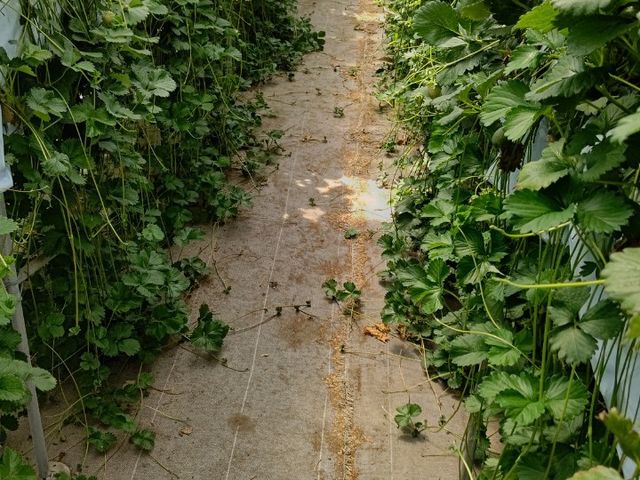 子供なんか特に入りたがらないです。_イチゴハウスこもの園