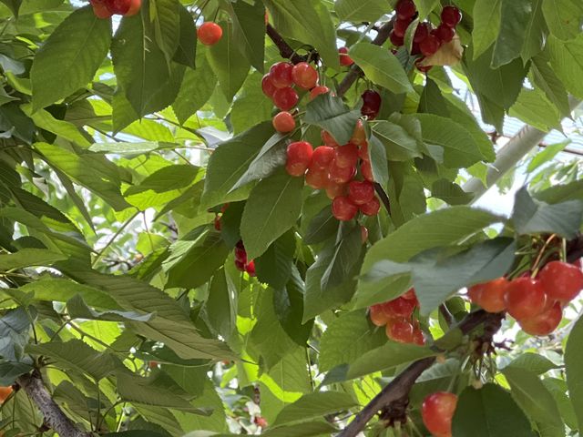 甘く熟していて、品種もたくさんだったので、食べ比べができます。_さくら農園