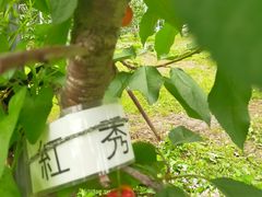 masaさんのさくらん坊の原農園への投稿写真3