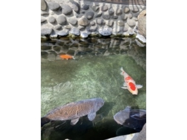 鯉_手打ちそば処 一松亭