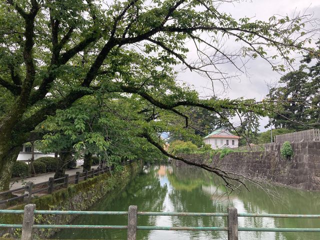 小田原城址公園の桜_小田原城址公園の桜