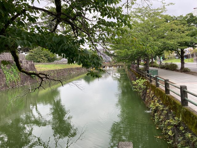 小田原城址公園の桜_小田原城址公園の桜