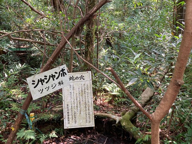 蛇の穴_浮島の森